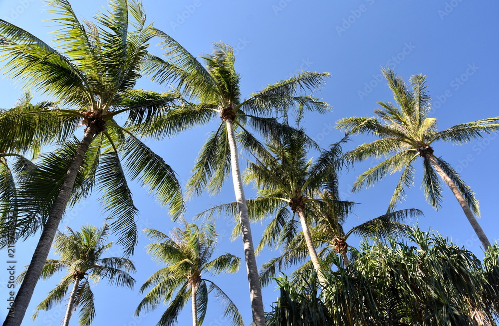 Palm tree with blue sky background on a sunny but windy day.