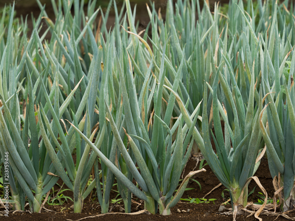 Obraz premium ネギ畑