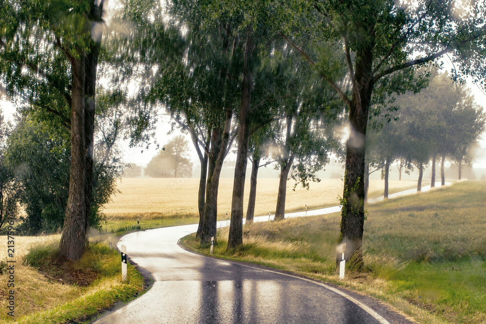 Fototapeta premium Wet country road with trees