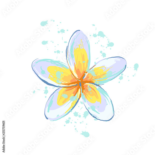 Plumeria flower with splash sketch style hand drawn illustrated element