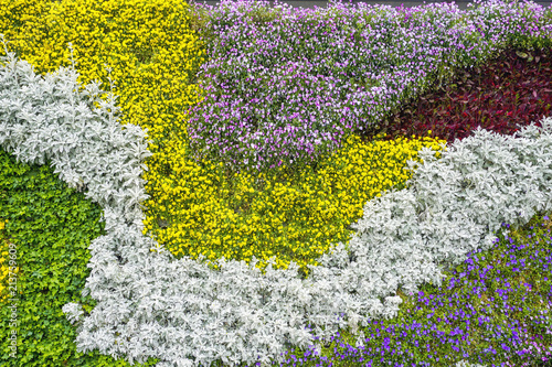 Flower plant wall photo