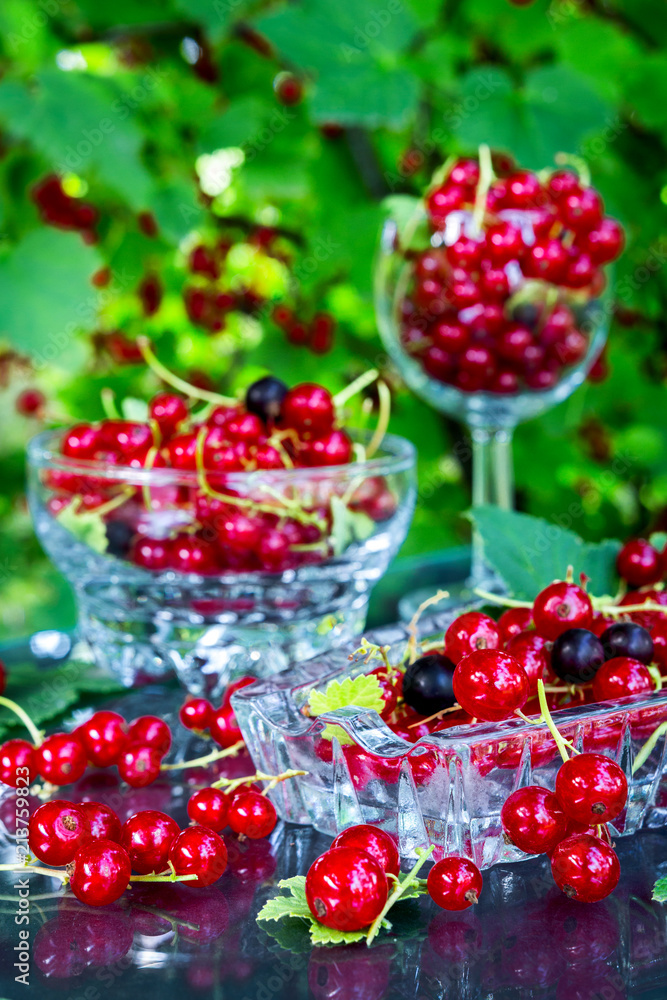 Fresh juicy berry red currant in a glass bowl in a garden on a table in the background of bushes with berries in a summer day with copy space