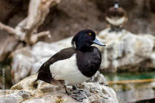 Beautiful male Tufted duck with yellow eyes close up portrait resting on a rock in a cloudy spring day