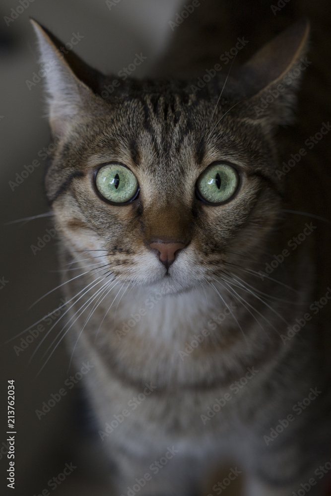 beautiful grey cat portrait