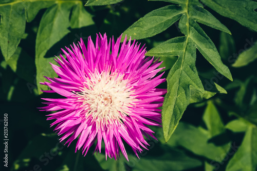 Beautiful vivid pink cornflower with whitish center among rich green leaves close up. Bright magenta flower of knapweed grows in garden among foliage with copy space. Centaurea dealbata in macro. photo