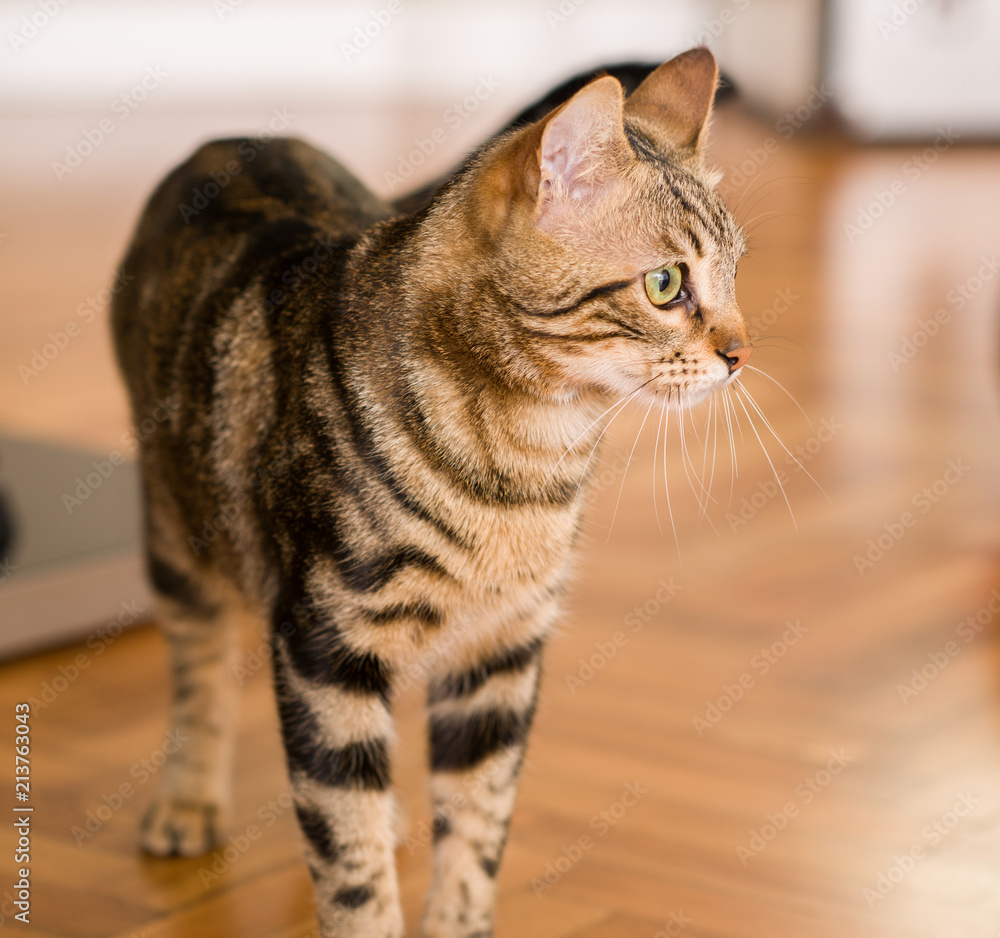 Domestic cat at home Domestic cat at home