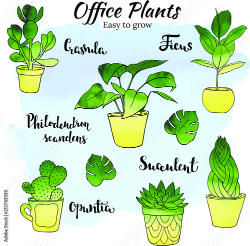 Office indoor plants - vector hand drawn watercolor illustration set.