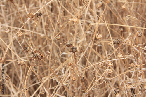 trockene Wiesen-Kräuter als Muster photo