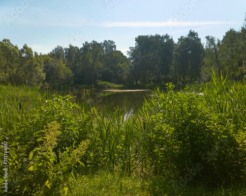 A picturesque pond with overgrown green banks in the city Park. Summer, Sunny morning.