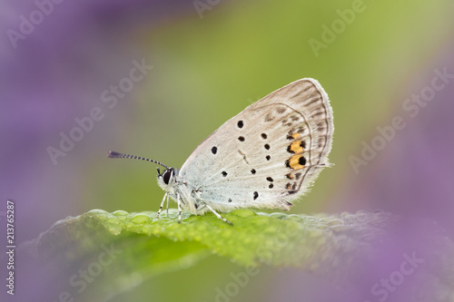 Wallpaper Mural Beautiful nature scene with butterfly Short-tailed Blue (Cupido argiades). Macro shot of butterfly Short-tailed Blue (Cupido argiades)  on the grass. Torontodigital.ca