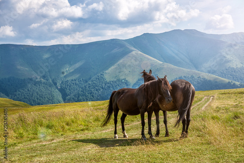 Horses in the mountain