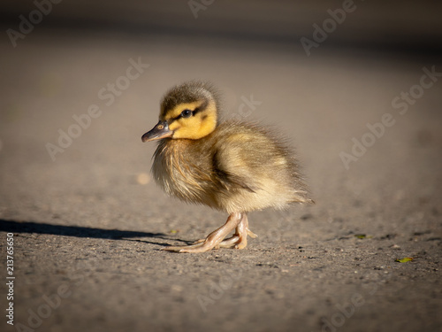 Duck chick