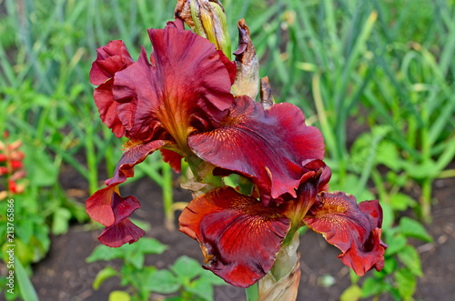 Fototapeta Naklejka Na Ścianę i Meble -  beautiful flower a high quality iris bichromatic in a garden
