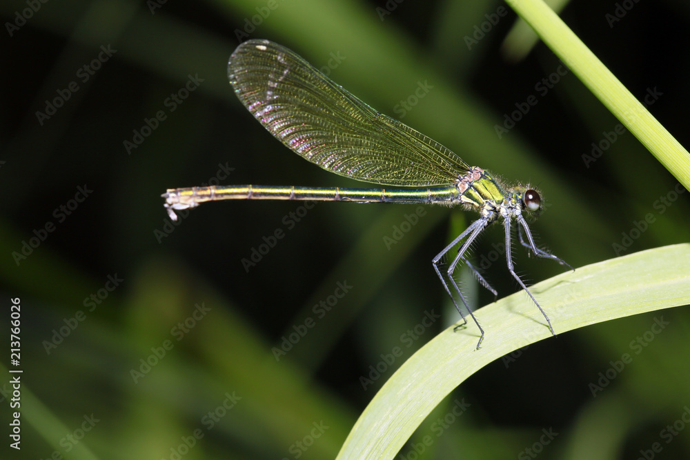 weibliche Gebänderte Prachtlibelle, Calopteryx splendens weibliche Gebänderte Prachtlibelle, Calopteryx splendens