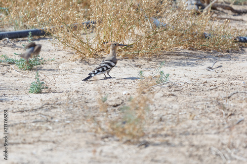 Hoopoe in desert photo