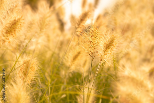 Close up of a golden grass field in summer