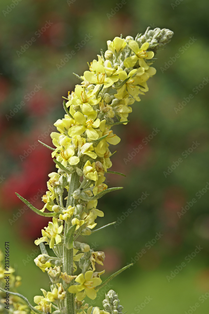 Kleinblütige Königskerze (Verbascum thapsus) Kleinblütige Königskerze (Verbascum thapsus)