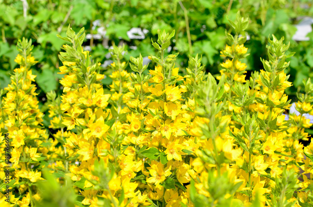 beautiful flower mediccine yellow in a garden
beautiful flower mediccine yellow in a garden
