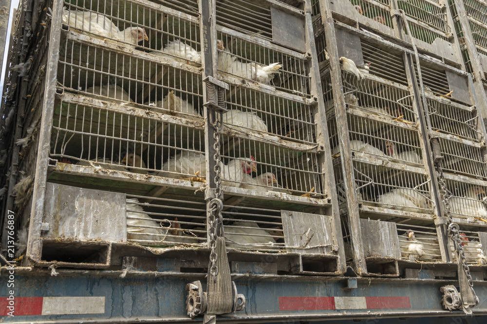 Truck carrying cages of chicken Truck carrying cages of chicken