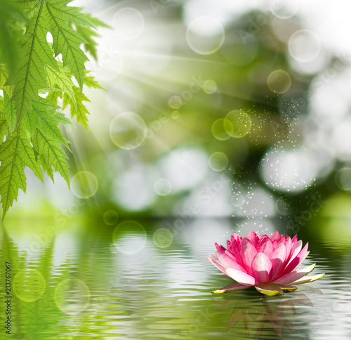 image of lotus on the water