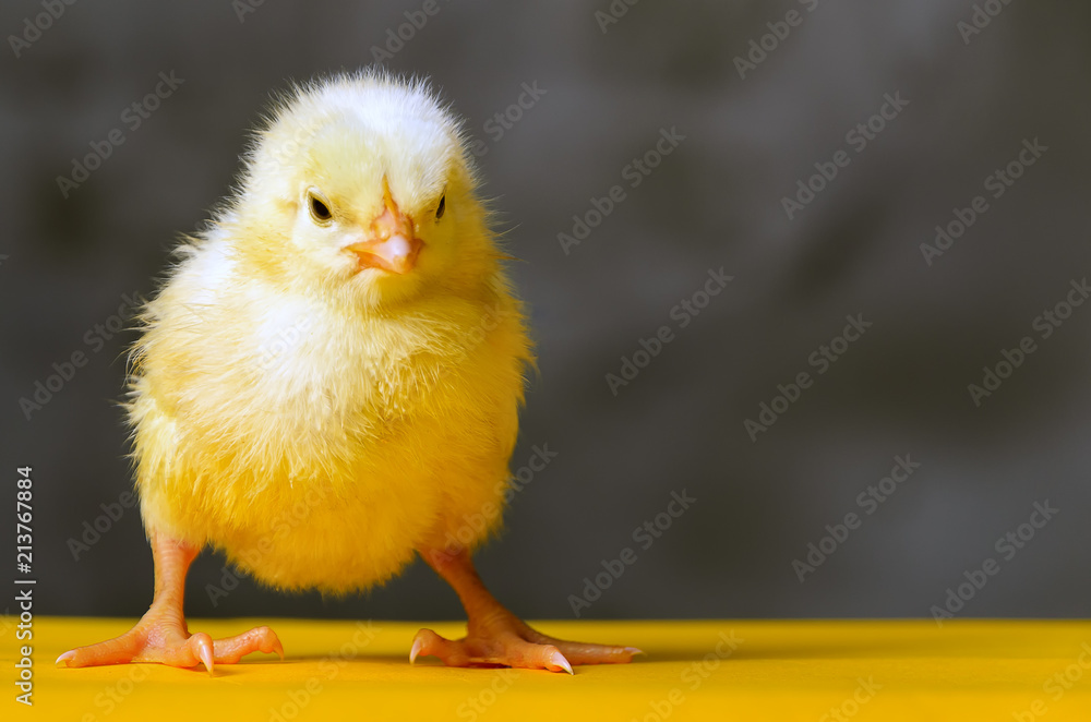 yellow chicken confidently stands on yellow floor behind gray background yellow chicken confidently stands on yellow floor behind gray background