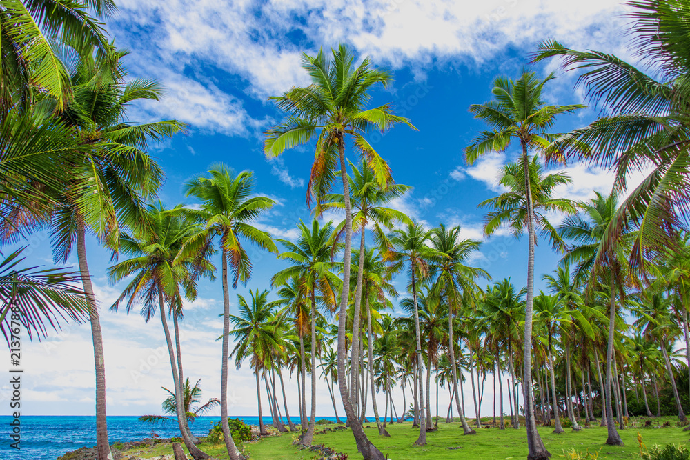 Palm trees near the caribbean sea