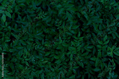 Green leaves background. Green leaves color tone dark in the morning.