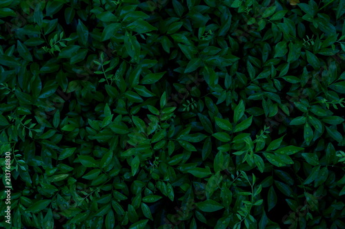 Green leaves background. Green leaves color tone dark  in the morning.
