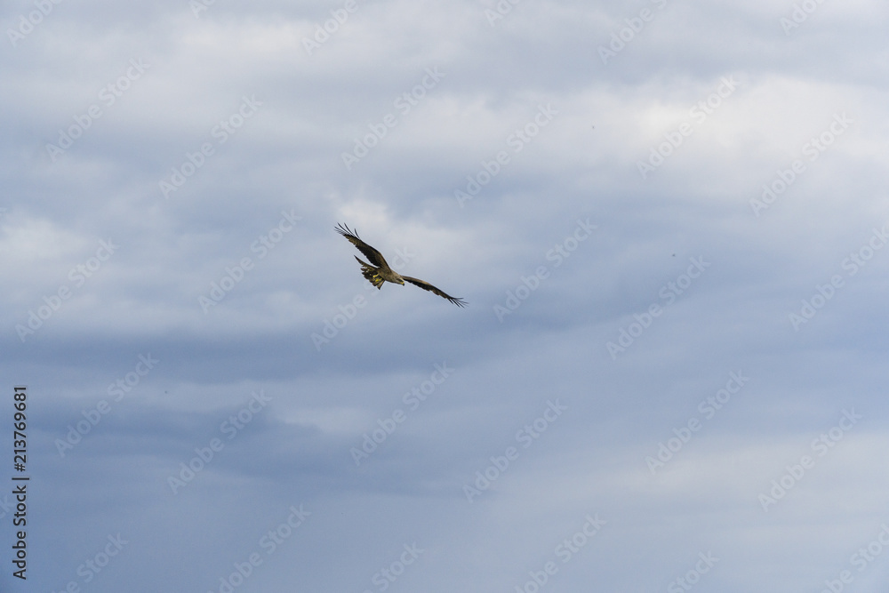 Bird of prey flying against cloudy sky Bird of prey flying against cloudy sky
