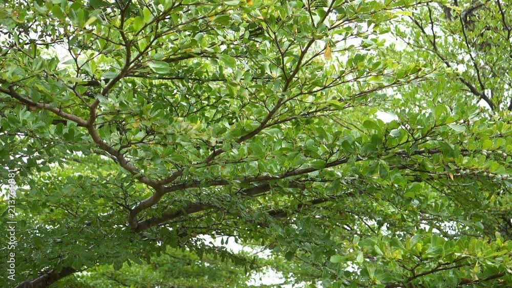 rainy day in the morning scene, slow motion rain drops falling on green nature tree rainy day in the morning scene, slow motion rain drops falling on green nature tree