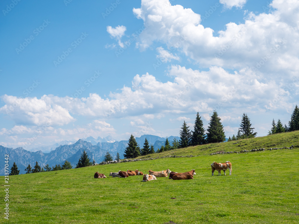 Fototapeta premium Kühe auf einer Alm