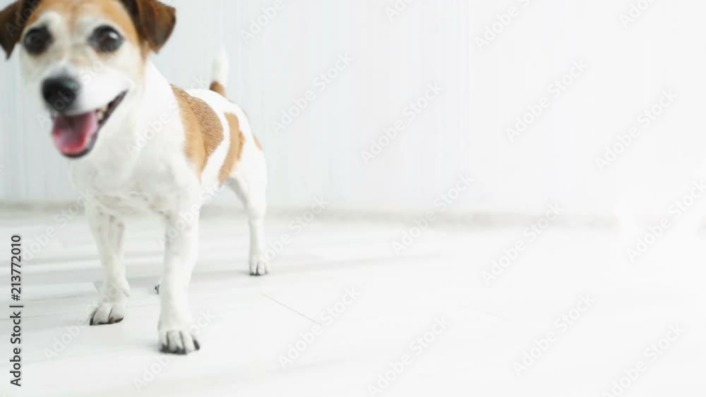 White dog lies on the floor, then comes closer and returns back. Video footage. Jack Russel terrier White dog lies on the floor, then comes closer and returns back. Video footage. Jack Russel terrier