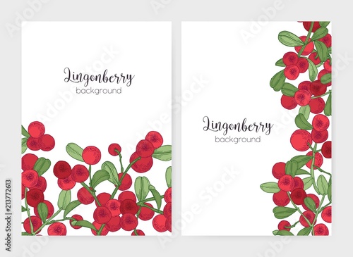 Bundle of flyer or poster templates decorated with lingonberry sprigs hand drawn on white background. Set of cards with ripe boreal berries and leaves. Colorful botanical vector illustration.