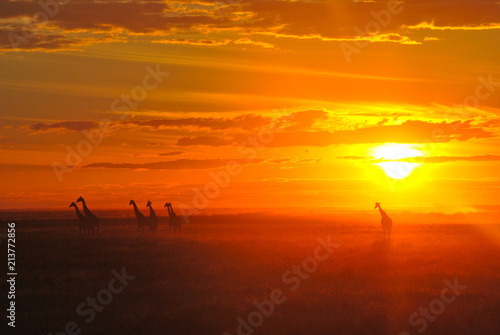 Giraffes at sunset in Africa