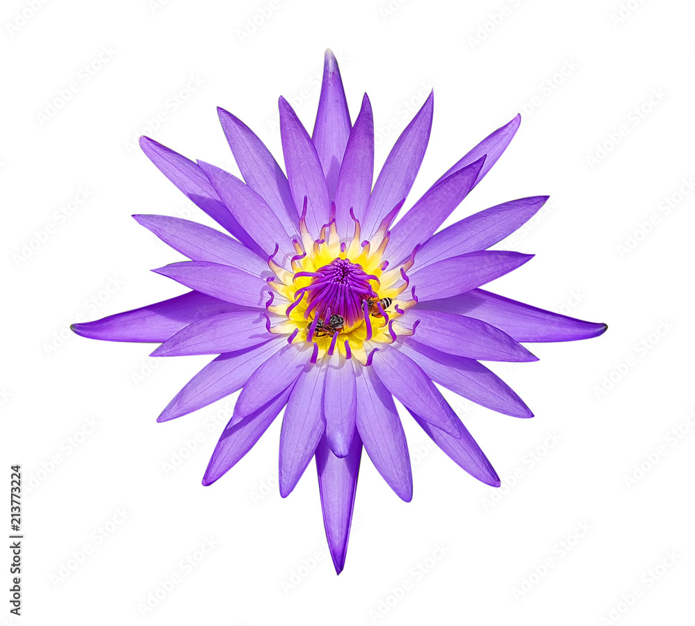 Natural violet lotus and bees isolated on white background with clipping path