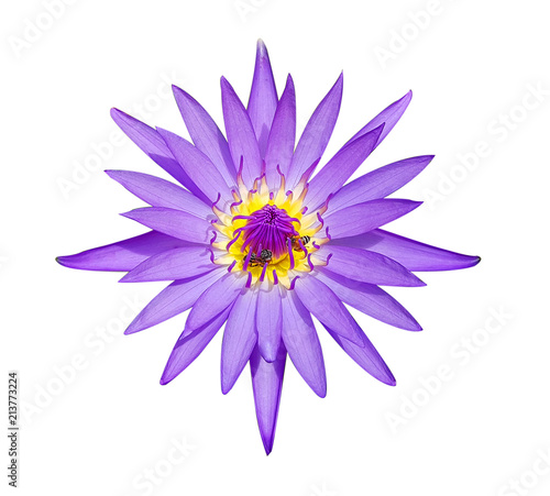 Natural violet lotus and bees isolated on white background with clipping path