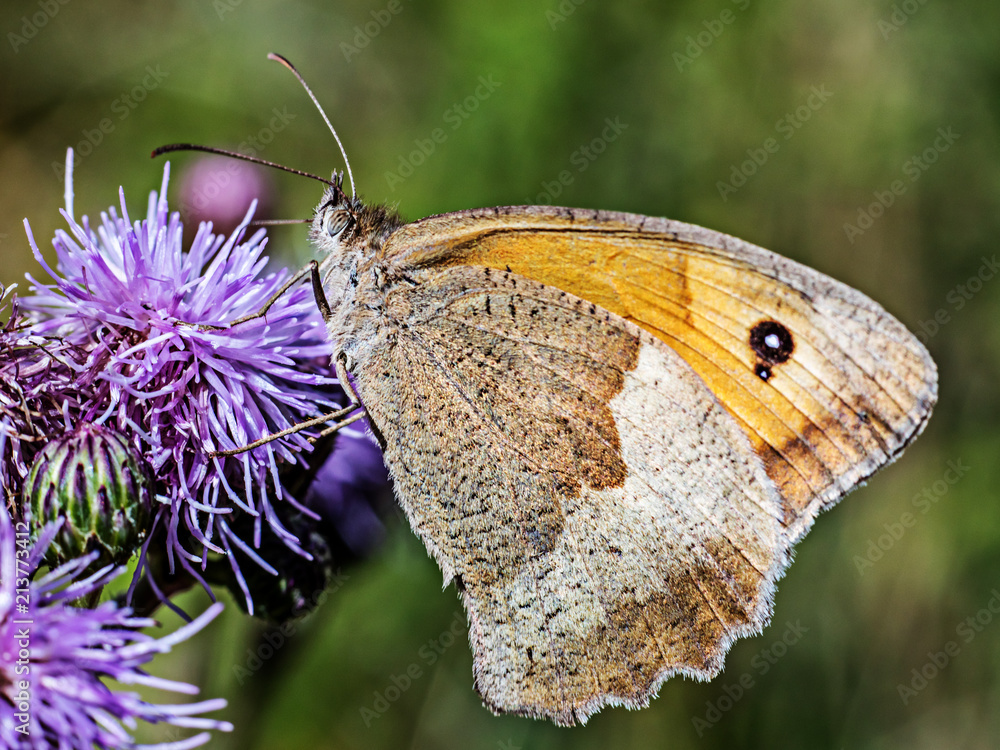 Obraz premium Butterfly on flower