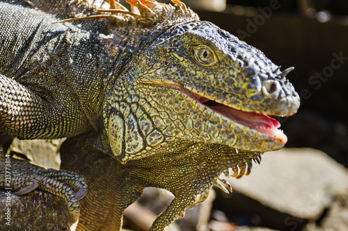 Close up of iguana head