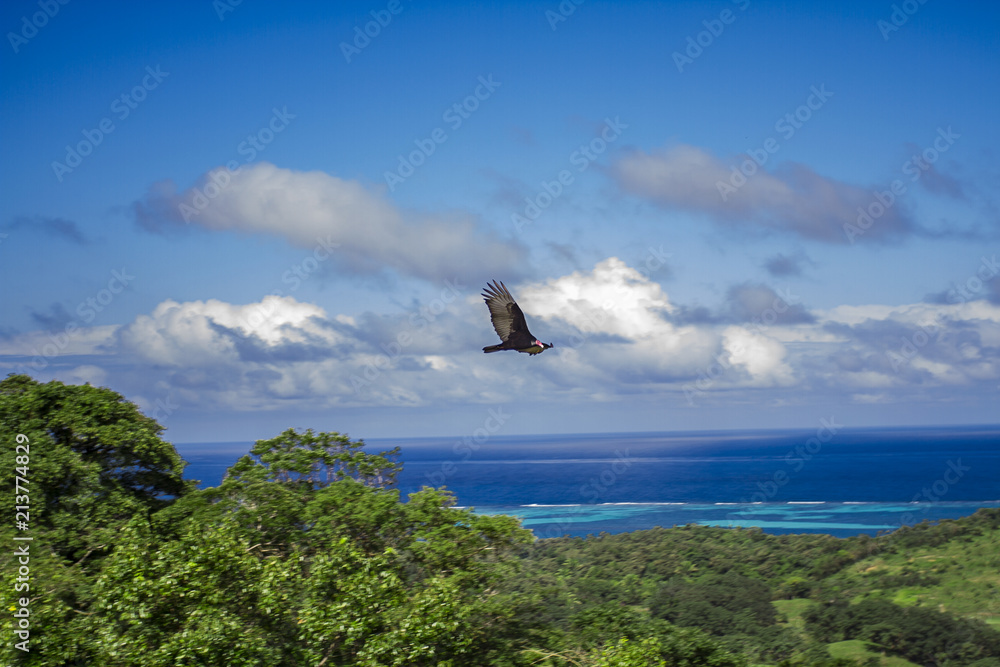 vulture flying over jungle vulture flying over jungle