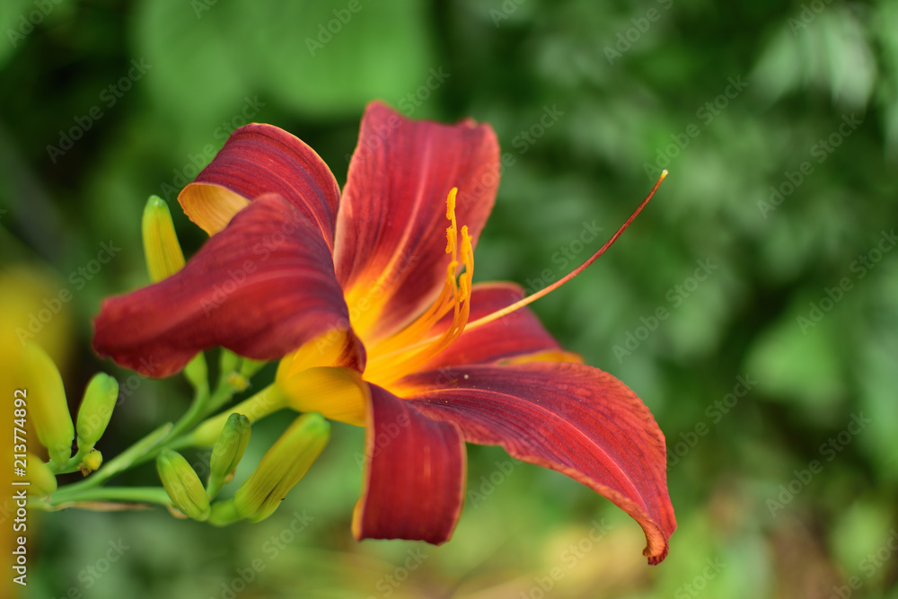 close-up of a burgundy lily with buds on a green soft blurred background close-up of a burgundy lily with buds on a green soft blurred background