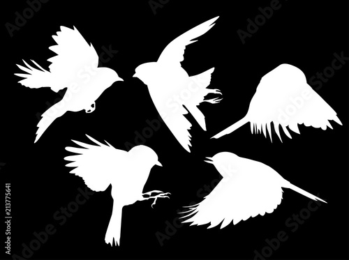 set of five white flying tits on black