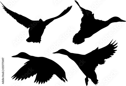 four silhouettes of ducks in flight on white