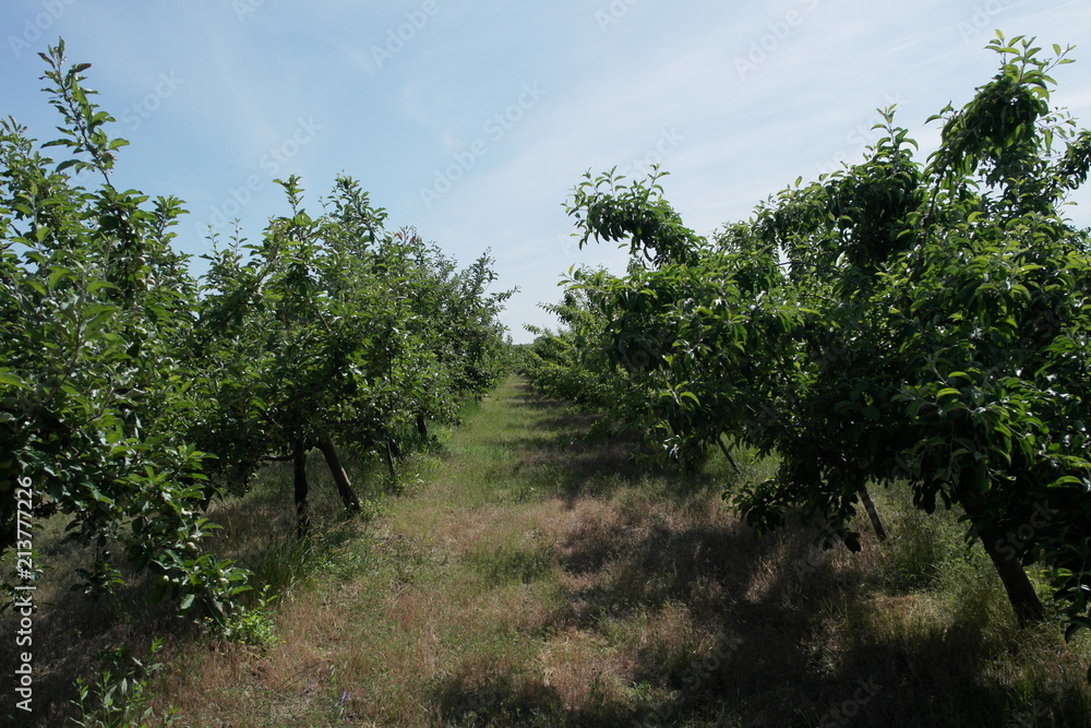  Apple orchard. summer