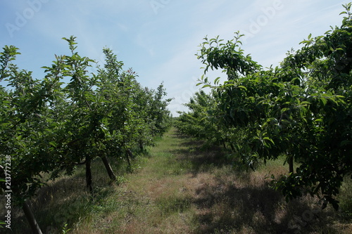  Apple orchard. summer