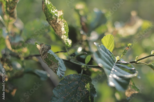 Fototapeta Naklejka Na Ścianę i Meble -  makro