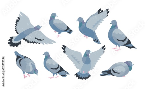 Canvas Print Collection of grey feral pigeon in various poses - sitting, flying, walking, eating