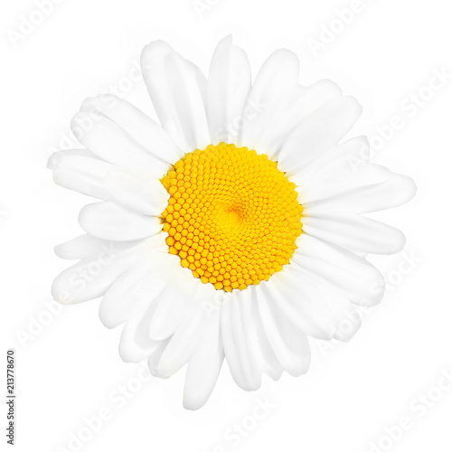 Single chamomile flower close up isolated on white background. Macro. Top view © zenobillis