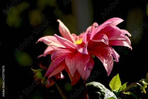 Fototapeta Naklejka Na Ścianę i Meble -  realistic red dahlia at garden