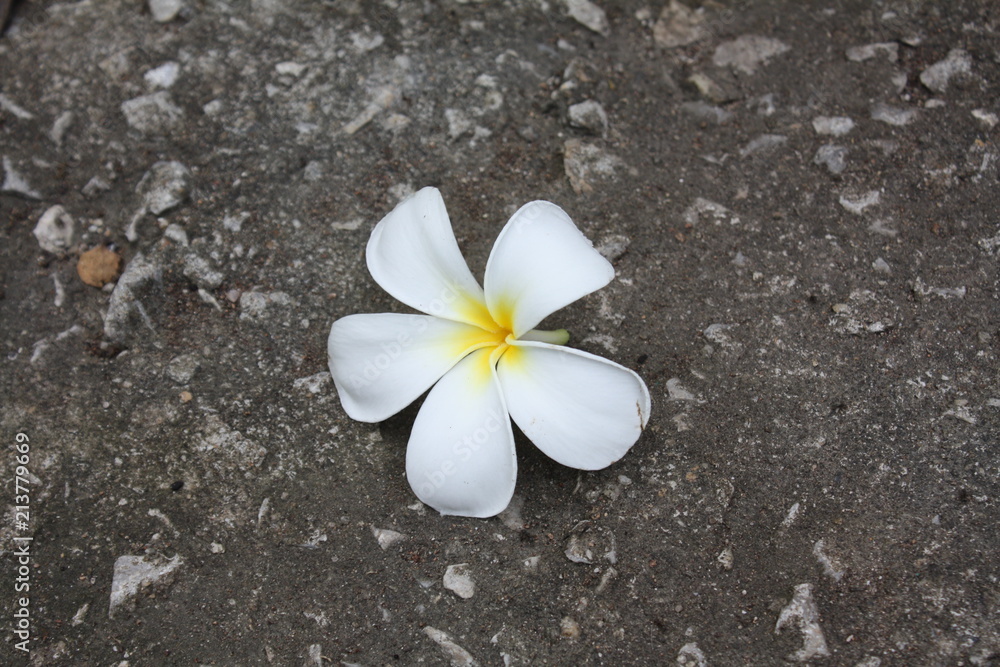 beautiful plumeria flower background