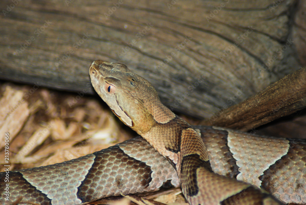 Copperhead log Copperhead log